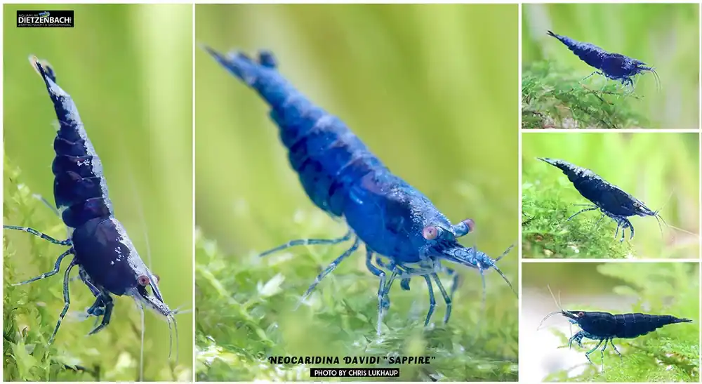 Neocaridina davidi, large (Sapphire-Zwerggarnele) 25er-Gruppe-Copy Direkt Vom Hersteller