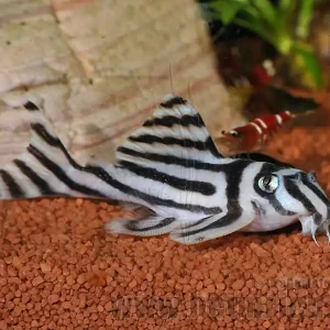 L046 Zebra-Harnischwels, 3-4cm (Hypancistrus zebra) Expressversand