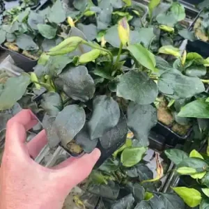 Must-Have Anubia nana spec Thick Leaf XXL - Mutterpflanze