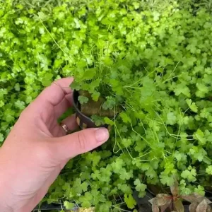 Hydrocotyle tripartita (Dreiblättriger Wassernabel) Sale