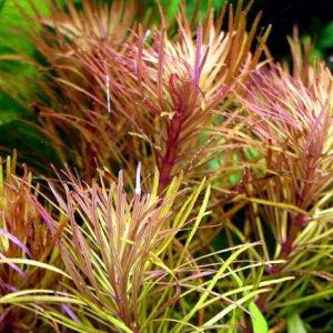 Neue Kollektion Eustralis stellata (Sternrotala)
