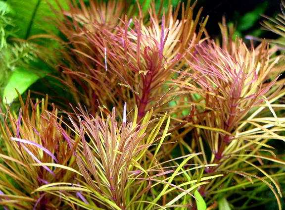 Neue Kollektion Eustralis stellata (Sternrotala)