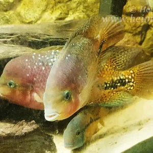 Abverkauf Cichlasoma synspilum spec. Blue spotted (Rarität)