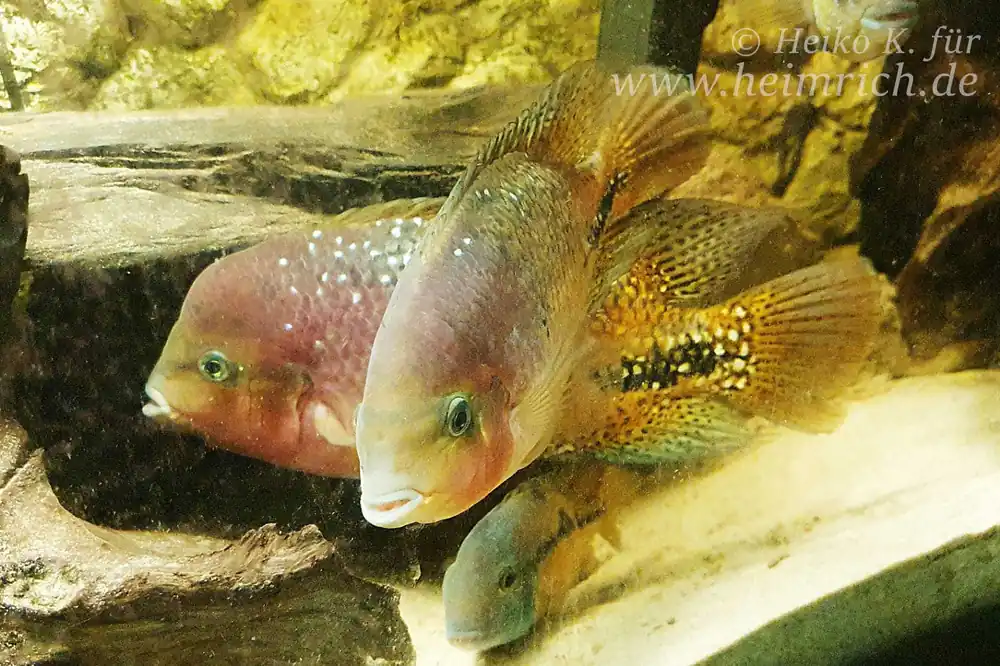 Abverkauf Cichlasoma synspilum spec. Blue spotted (Rarität)