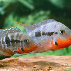 Preisreduziert Thorichthys meeki Rio Candelaria XL, female