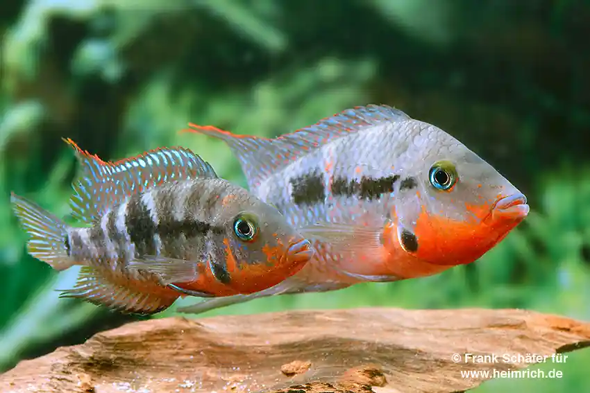 Preisreduziert Thorichthys meeki Rio Candelaria XL, female