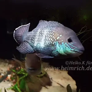 Andinoacara stalsbergi, male (Silbersaumbarsch) Sonderaktion