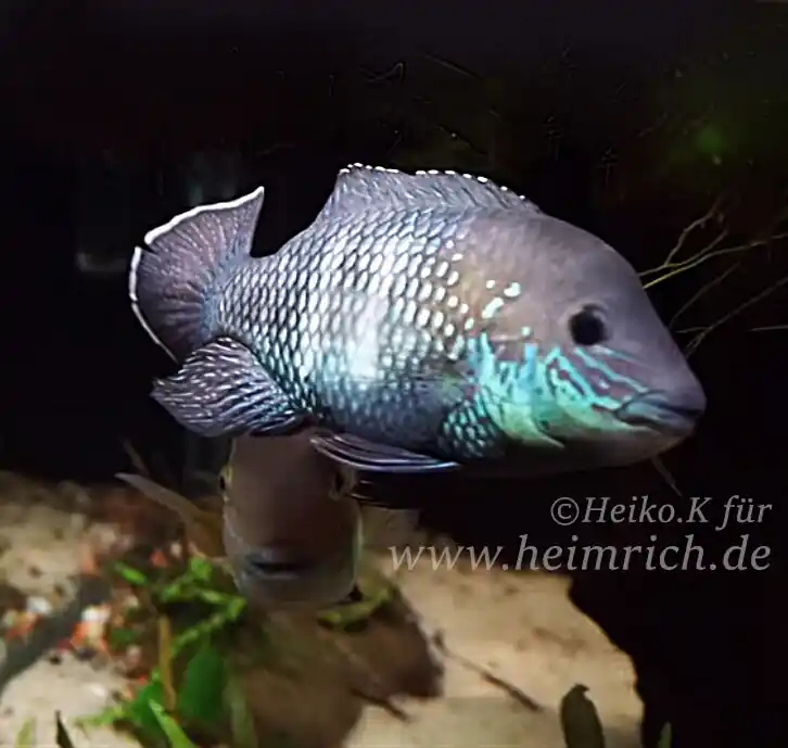 Andinoacara stalsbergi, male (Silbersaumbarsch) Sonderaktion