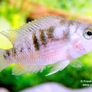 Knallerangebot Panamius panamensis, male (Panama-Buntbarsch)