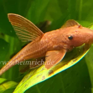 Rineloricaria spec. red XL (Roter Hexenwels) Top-Seller