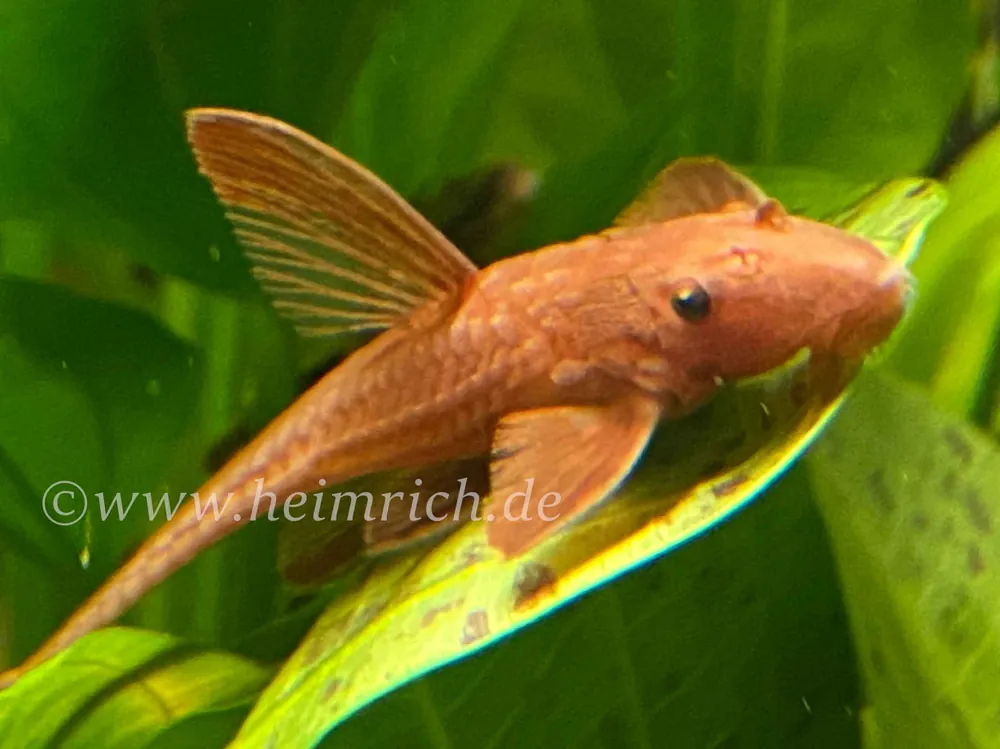 Rineloricaria spec. red XL (Roter Hexenwels) Top-Seller