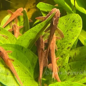 Rineloricaria spec. red XL (Roter Hexenwels) - 3er Gruppe Must-Have