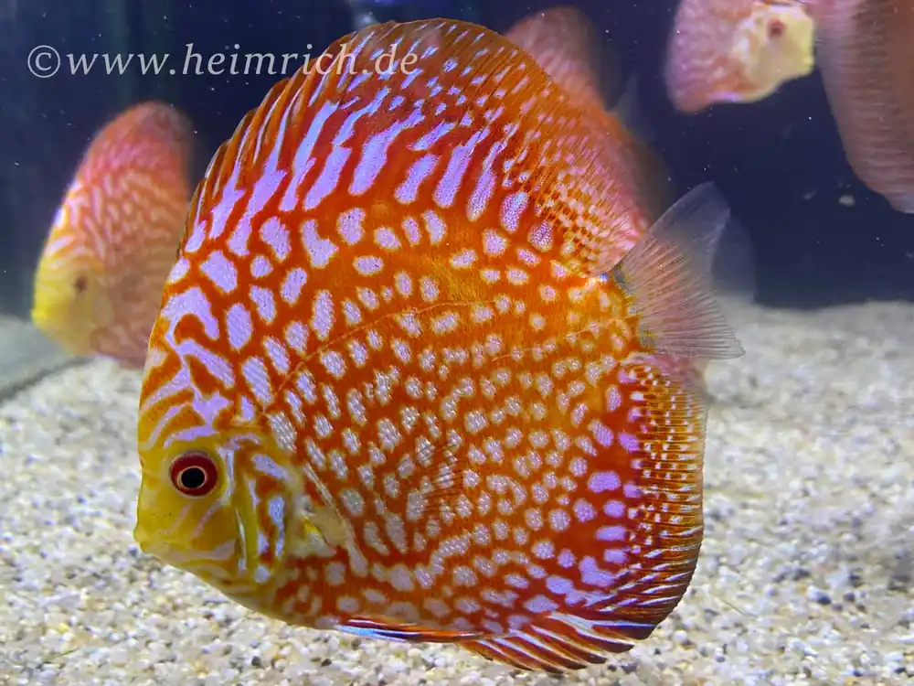 Diskus Checkerboard, 8cm Sofort Bestellen