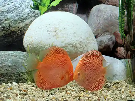Bestseller Diskus Red Leopard, 10cm