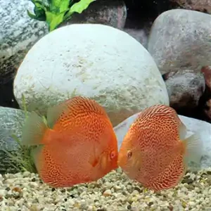Diskus Red Leopard, 12cm Preiswert