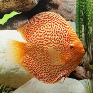 Diskus Red Leopard, Jumbo Preisreduziert