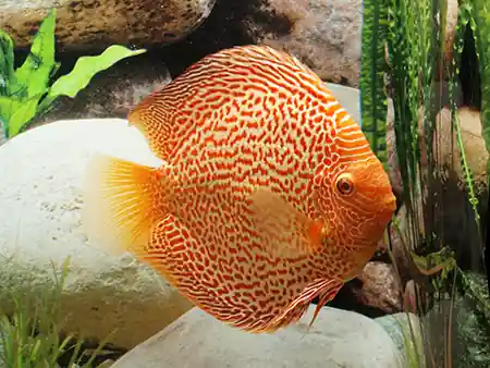 Diskus Red Leopard, Jumbo Preisreduziert