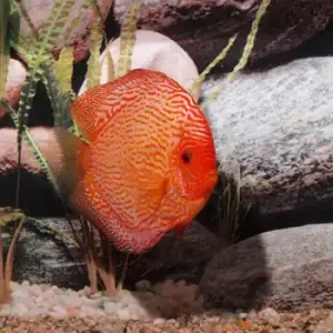 Diskus Pigeon Blood Snake, Jumbo Schneller Versand