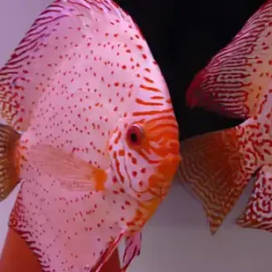 Diskus White Leopard, 10cm Preiswert