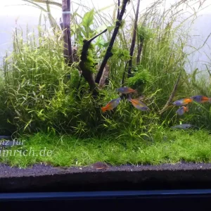 Online Kaufen Melanotaenia boesemani spec. Rot - male (Roter Boesemani Lake Aitinjo)