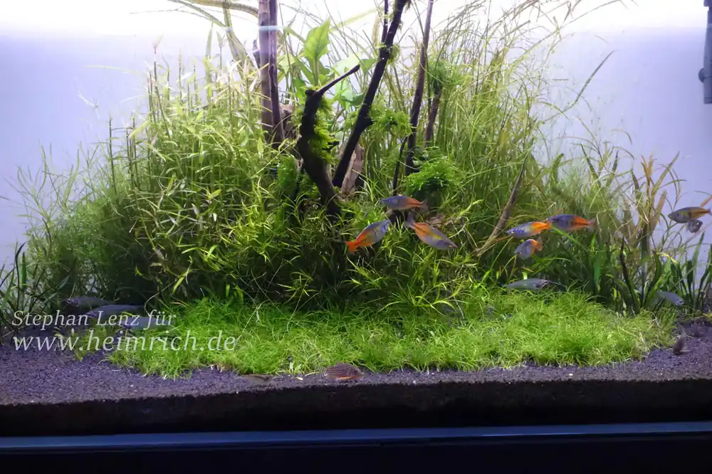 Melanotaenia boesemani spec. Rot - female (Roter Boesemani Lake Aitinjo) Neue Ware