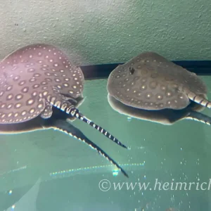 Potamotrygon motoro-pair (Pfauenaugen-Stechrochen) Rabatt