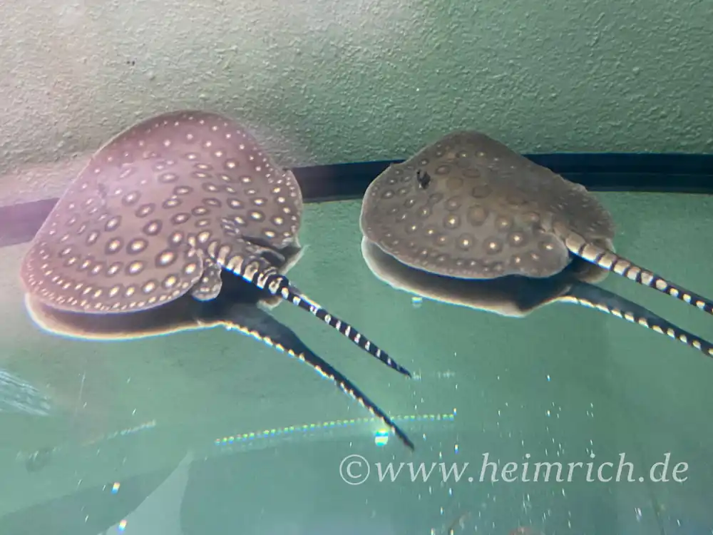Potamotrygon motoro-pair (Pfauenaugen-Stechrochen) Rabatt