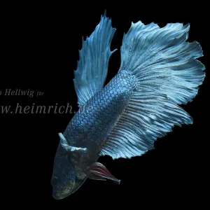 Solange Der Vorrat Reicht Siam. Kampffisch Halfmoon Blue Sky (Betta splendens)