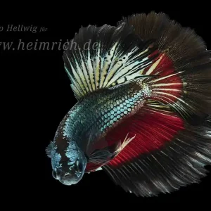 Saisonangebot Siam. Kampffisch Halfmoon Multicolor Black Pearl (Betta splendens)