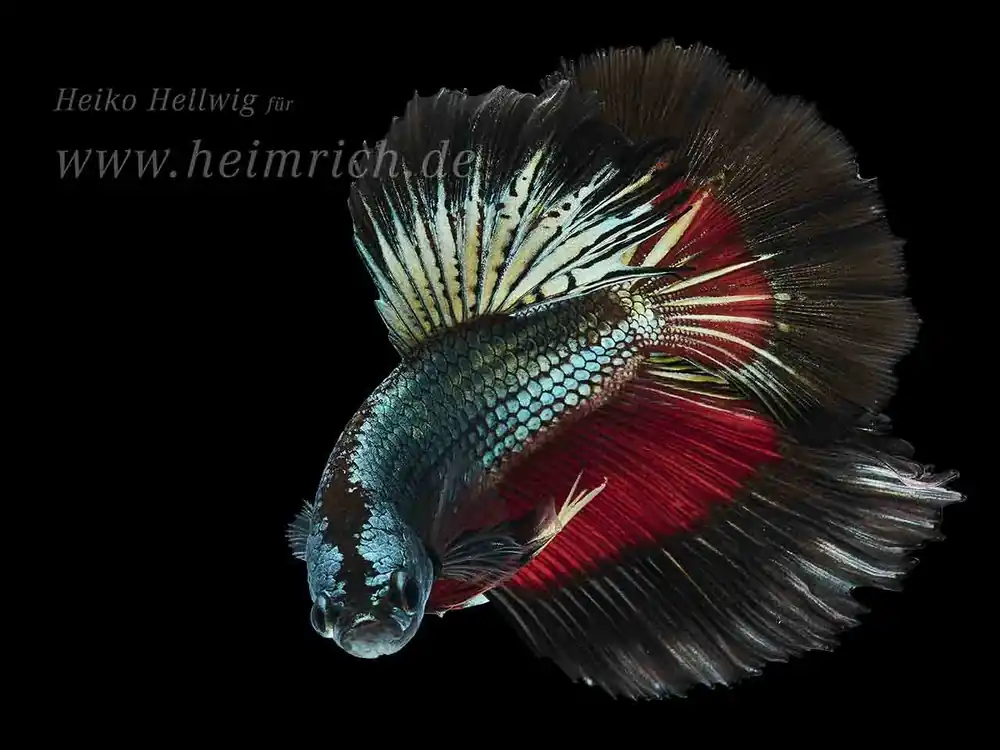 Saisonangebot Siam. Kampffisch Halfmoon Multicolor Black Pearl (Betta splendens)