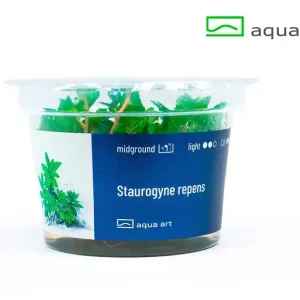 Super-Preis Staurogyne repens - 10er-Set