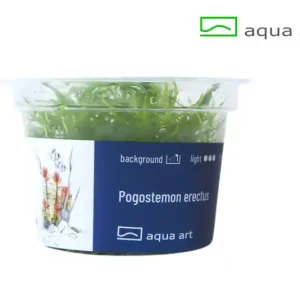 Wochenendangebot Pogostemon erectus - 5er-Set