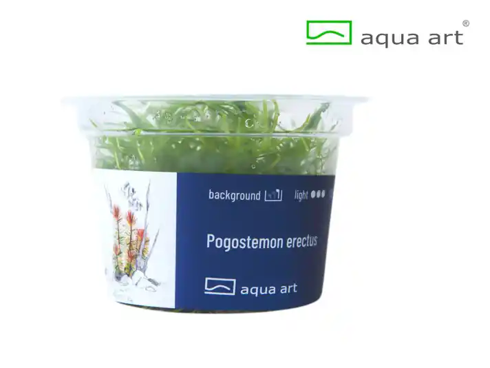 Wochenendangebot Pogostemon erectus - 5er-Set