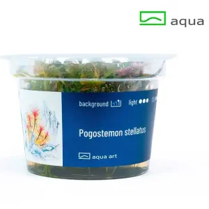 Schneller Versand Pogostemon stellata - 5 Stk