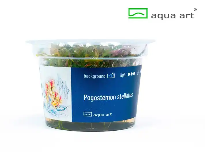 Echt Pogostemon stellata - 10 Stk