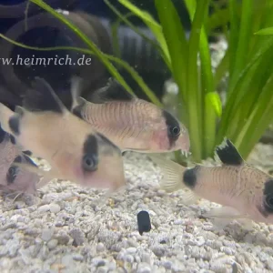 Abverkauf Corydoras panda, XL 5er-Zuchtgruppe (Panda-Panzerwels)