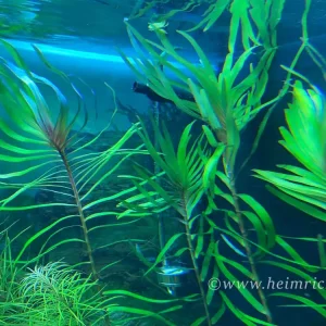 Must-Have Eichhornia azurea (Palmwedelkraut) - 2 Töpfe