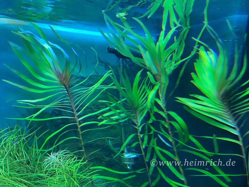 Must-Have Eichhornia azurea (Palmwedelkraut) - 2 Töpfe