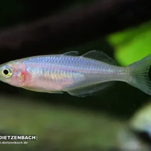 Melanotaenia boesemani spec. Orange - female (Boesemani Regenbogenfisch) Schnäppchen