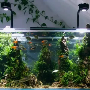 Sonderangebot Melanotaenia boesemani spec. Orange - Group 8 (Boesemani Regenbogenfisch)