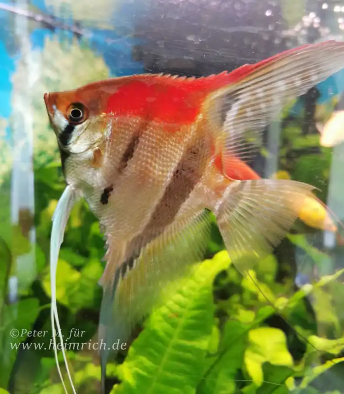 Schneller Versand Pterophyllum spec. Manacapuru, XL - 6er-Group (Manacapuru Rotrücken Skalar)