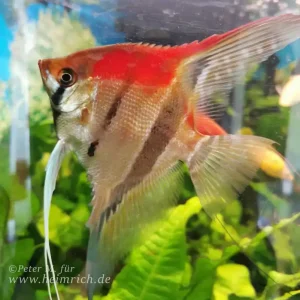 Angebot Pterophyllum spec. Manacapuru, med 2er-Group (Manacapuru Rotrücken Skalar)