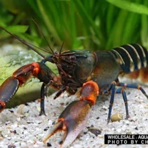 Cherax peknyi, pair (Krebs spec. Zebra Kiunga Red) Geprüft