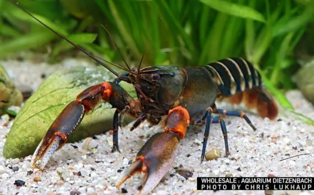 Cherax peknyi, pair (Krebs spec. Zebra Kiunga Red) Geprüft