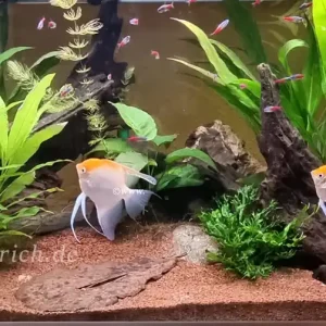 Super-Preis Pterophyllum spec. Gold/ Rot, XL 2er-Group (Skalar spec. Gold/ Rot)