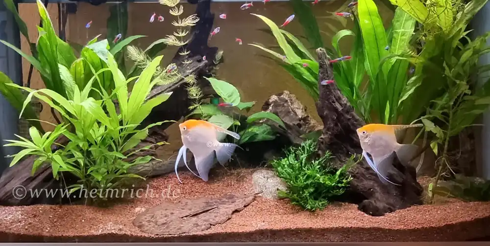 Super-Preis Pterophyllum spec. Gold/ Rot, XL 2er-Group (Skalar spec. Gold/ Rot)