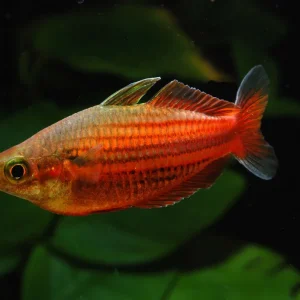 Nur Für Kurze Zeit Melanotaenia ogilbyi - 5er-Group (Ogilbyi's Regenbogenfisch)