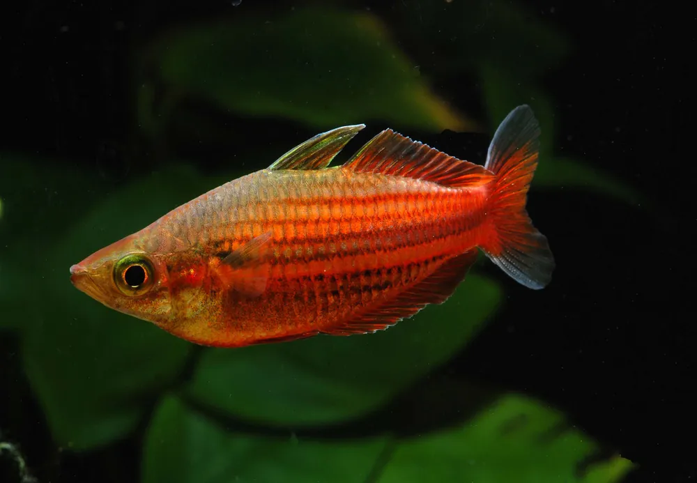 Nur Für Kurze Zeit Melanotaenia ogilbyi - 5er-Group (Ogilbyi's Regenbogenfisch)