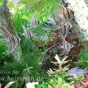 Kracherpreis ALTUM-Skalar spec. RIO INIRIDA, small 4er-Gruppe (Pterophyllum altum WFNZ)