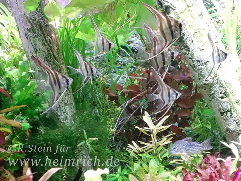 Kracherpreis ALTUM-Skalar spec. RIO INIRIDA, small 4er-Gruppe (Pterophyllum altum WFNZ)
